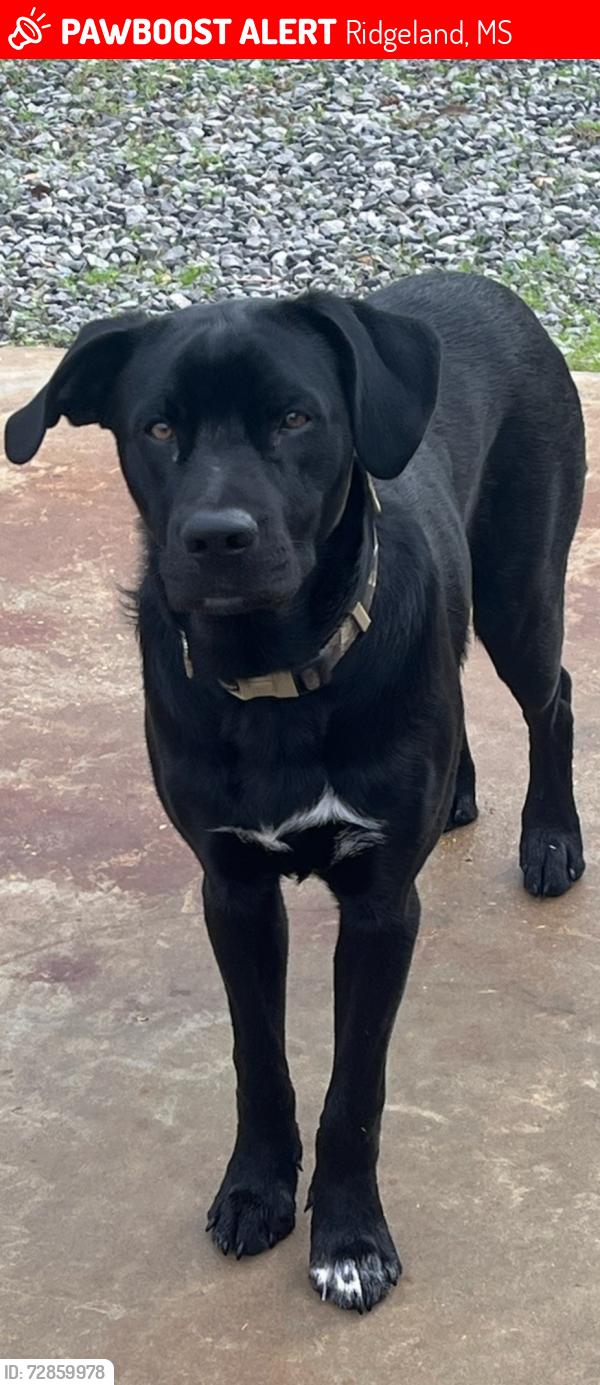 Lost Male Dog last seen Ridgeland neighborhood near the reservoir , Ridgeland, MS 39158