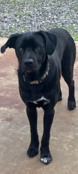 Lost Male Dog last seen Ridgeland neighborhood near the reservoir , Ridgeland, MS 39158