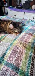 Lost Female Cat last seen Mckenzie bench, Kelowna, BC V1P 1A7