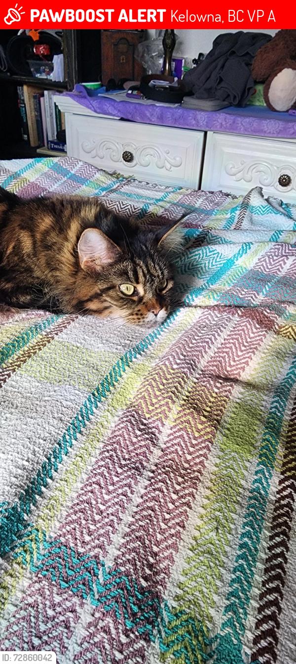 Lost Female Cat last seen Mckenzie bench, Kelowna, BC V1P 1A7