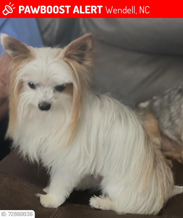 Lost Male Dog last seen Faith In The Word Christian Center , Wendell, NC 27591