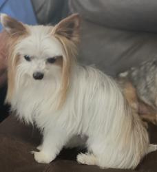 Lost Male Dog last seen Faith In The Word Christian Center , Wendell, NC 27591