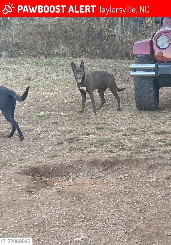 Lost Male Dog last seen Alexander trucking and Millersville , Taylorsville, NC 28681