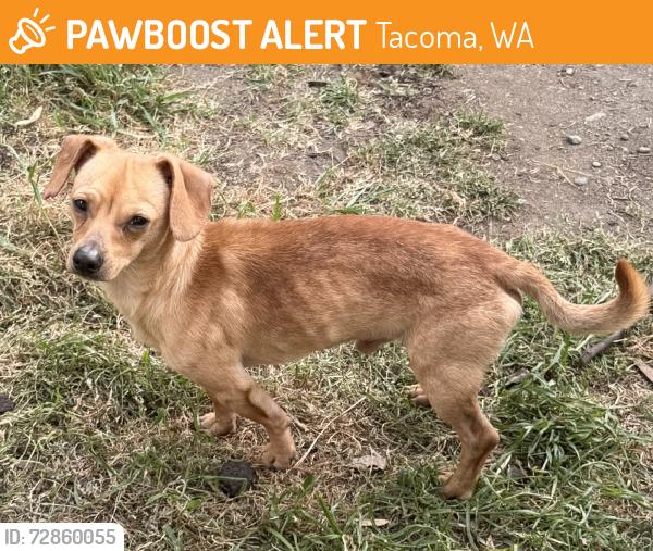 Found/Stray Male Dog last seen Tacoma dome, Tacoma, WA 98404