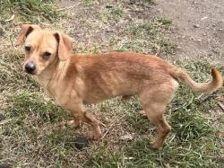 Found/Stray Male Dog last seen Tacoma dome, Tacoma, WA 98404