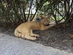 Lost Male Cat last seen Red Knot apmts, Chesapeake, VA 23322