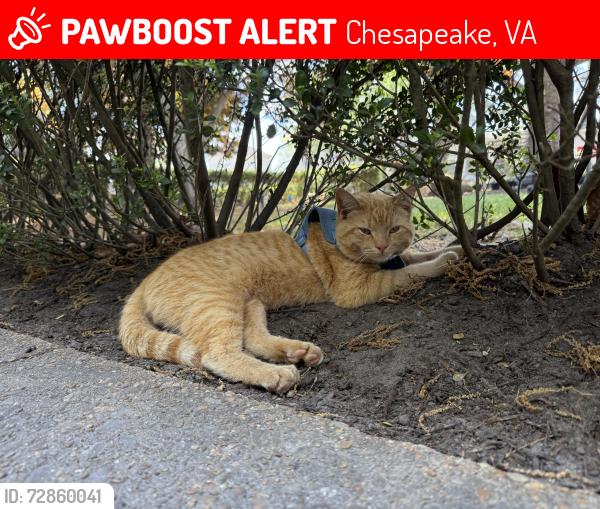 Lost Male Cat last seen Red Knot apmts, Chesapeake, VA 23322