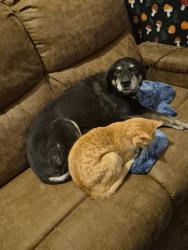 Lost Female Dog last seen Mesa Vista Dr, Crowley, TX 76036
