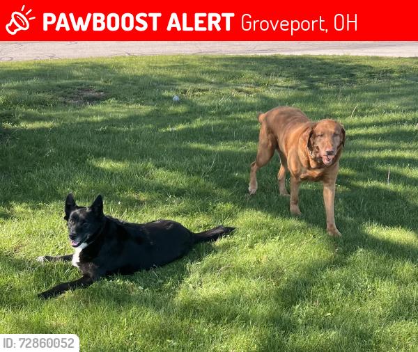 Lost Male Dog last seen Groveport Ohio, Groveport, OH 43125
