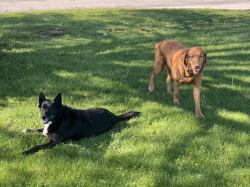 Lost Male Dog last seen Groveport Ohio, Groveport, OH 43125