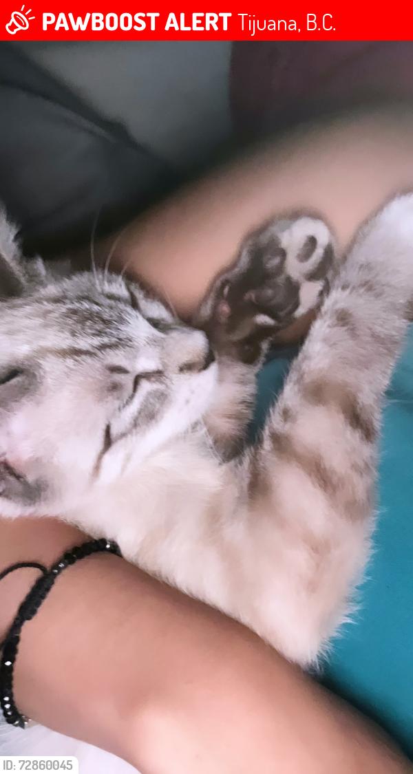 Lost Male Cat last seen Col.ejido matamoros ,avenida lazaro Cárdenas 680b tijuana, Tijuana, B.C. 22204