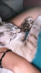 Lost Male Cat last seen Col.ejido matamoros ,avenida lazaro Cárdenas 680b tijuana, Tijuana, B.C. 22204