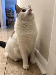 Lost Female Cat last seen Sid lickton complex, Clearwater, FL 33755