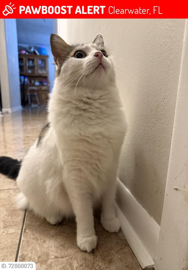 Lost Female Cat last seen Sid lickton complex, Clearwater, FL 33755