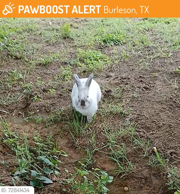 Found/Stray Unknown Rabbit last seen Crosstimber, Burleson, TX 76028