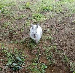 Found/Stray Unknown Rabbit last seen Crosstimber, Burleson, TX 76028