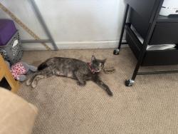 Lost Female Cat last seen Monaco elementary , Commerce City, CO 80022
