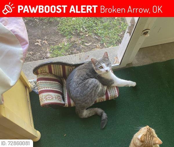 Lost Male Cat last seen Near broken arrow fire hse 4, Broken Arrow, OK 74014