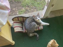 Lost Male Cat last seen Near broken arrow fire hse 4, Broken Arrow, OK 74014