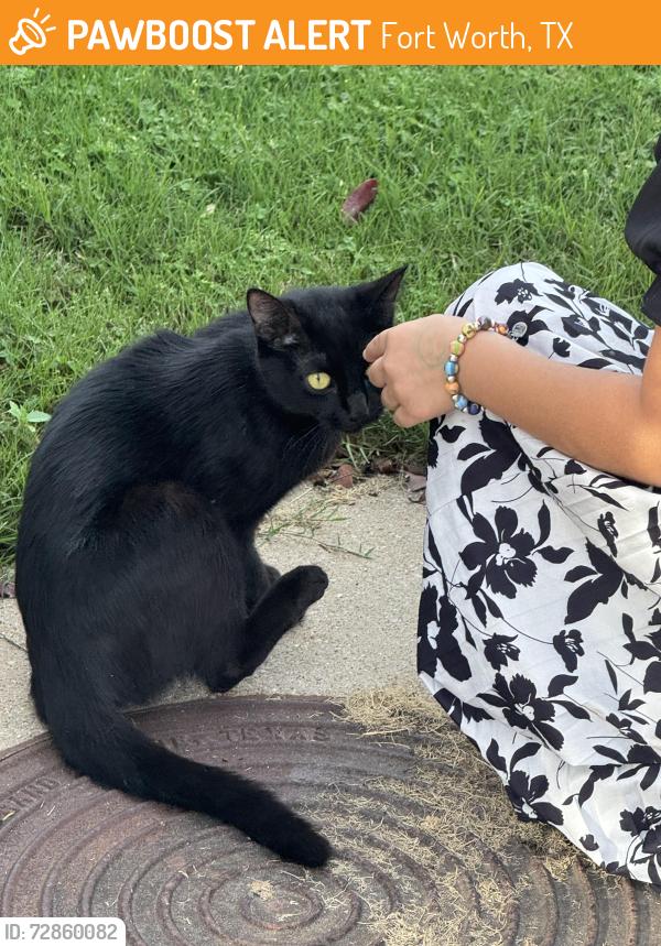 Found/Stray Female Cat last seen River Trails - Ivy Way Court, Fort Worth, TX 76118