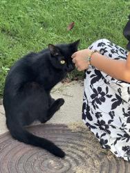Found/Stray Female Cat last seen River Trails - Ivy Way Court, Fort Worth, TX 76118