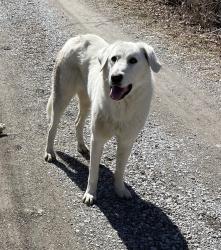 Lost Female Dog last seen N topping and hill haven , Kansas City, MO 64117