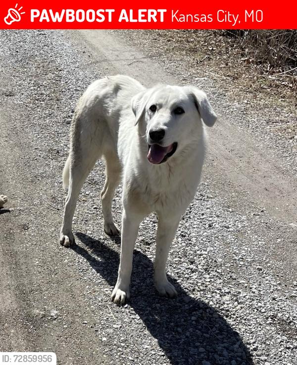 Lost Female Dog last seen N topping and hill haven , Kansas City, MO 64117