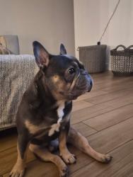 Reunited Male Dog last seen 37th and Hearn, Phoenix, AZ 85032