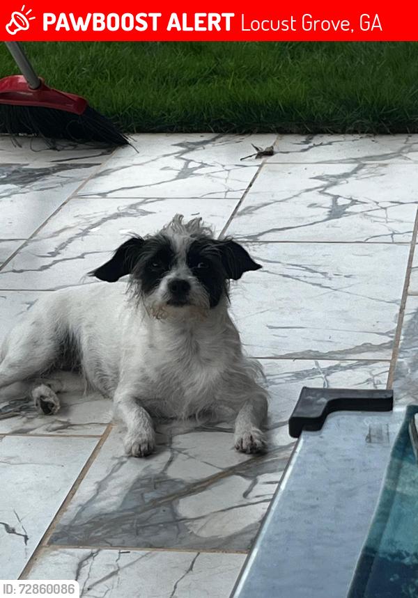 Lost Female Dog last seen Kingston community, Locust Grove, GA 30248
