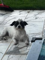 Lost Female Dog last seen Kingston community , Locust Grove, GA 30248