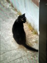 Lost Female Cat last seen Duray pl, Los Angeles, CA 90016