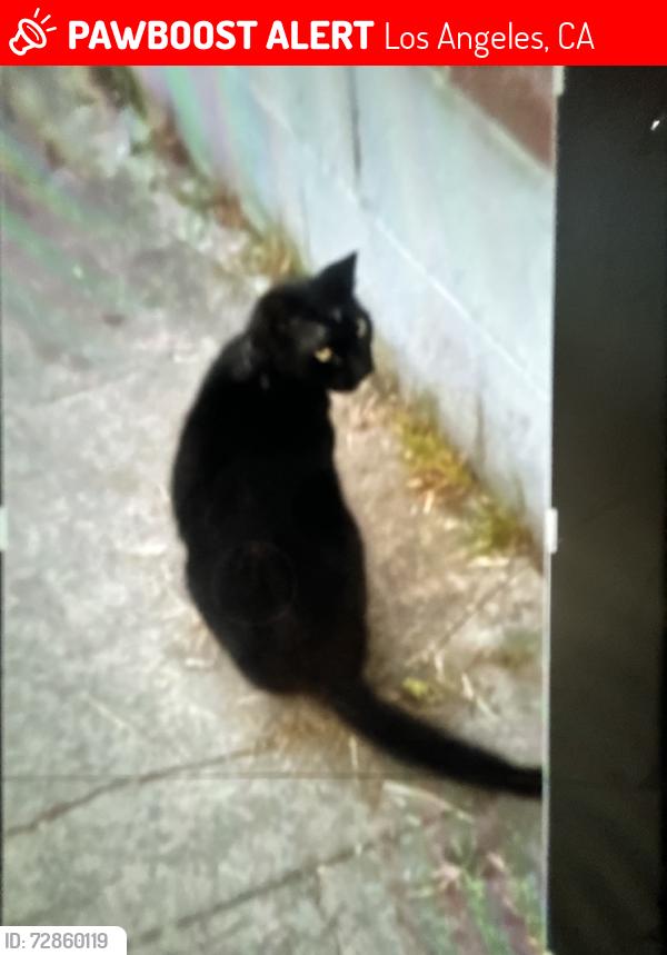 Lost Female Cat last seen Duray pl, Los Angeles, CA 90016