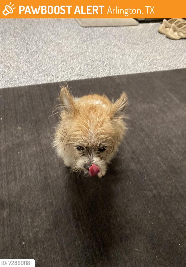 Found/Stray Unknown Dog last seen Old pleasant ridge rd and April drive, Arlington, TX 76016