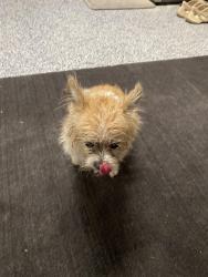Found/Stray Unknown Dog last seen Old pleasant ridge rd and April drive, Arlington, TX 76016