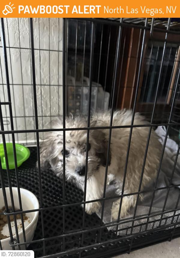 Found/Stray Female Dog last seen Summer Lily ave, North Las Vegas, NV 89081