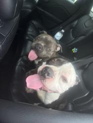 Found/Stray Female Dog last seen Petra and Wimbledon , Arlington, TX 76017