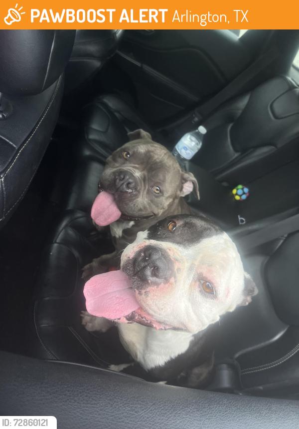 Found/Stray Female Dog last seen Petra and Wimbledon , Arlington, TX 76017