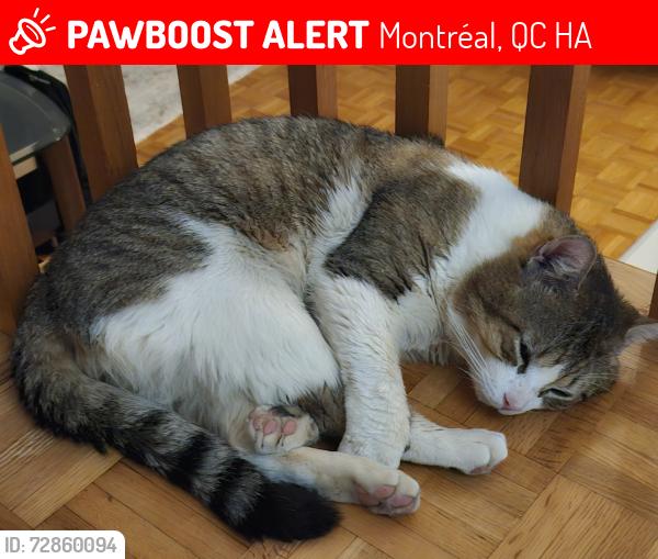 Lost Male Cat last seen Sherbrook street, 81avenue, Espat, everywhere around Point-Au-Tremble, Montréal, QC H1A