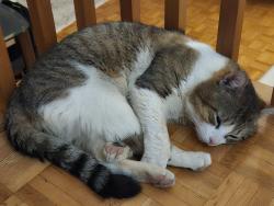 Lost Male Cat last seen Sherbrook street, 81avenue, Espat, everywhere around Point-Au-Tremble, Montréal, QC H1A