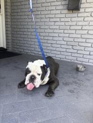 Found/Stray Male Dog last seen iroquois and barbanell , Long Beach, CA 90815