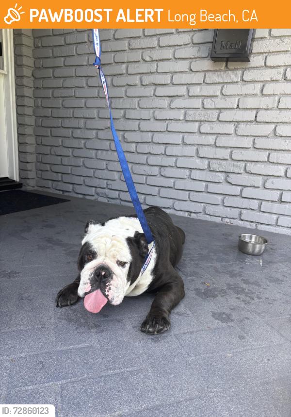 Found/Stray Male Dog last seen iroquois and barbanell , Long Beach, CA 90815