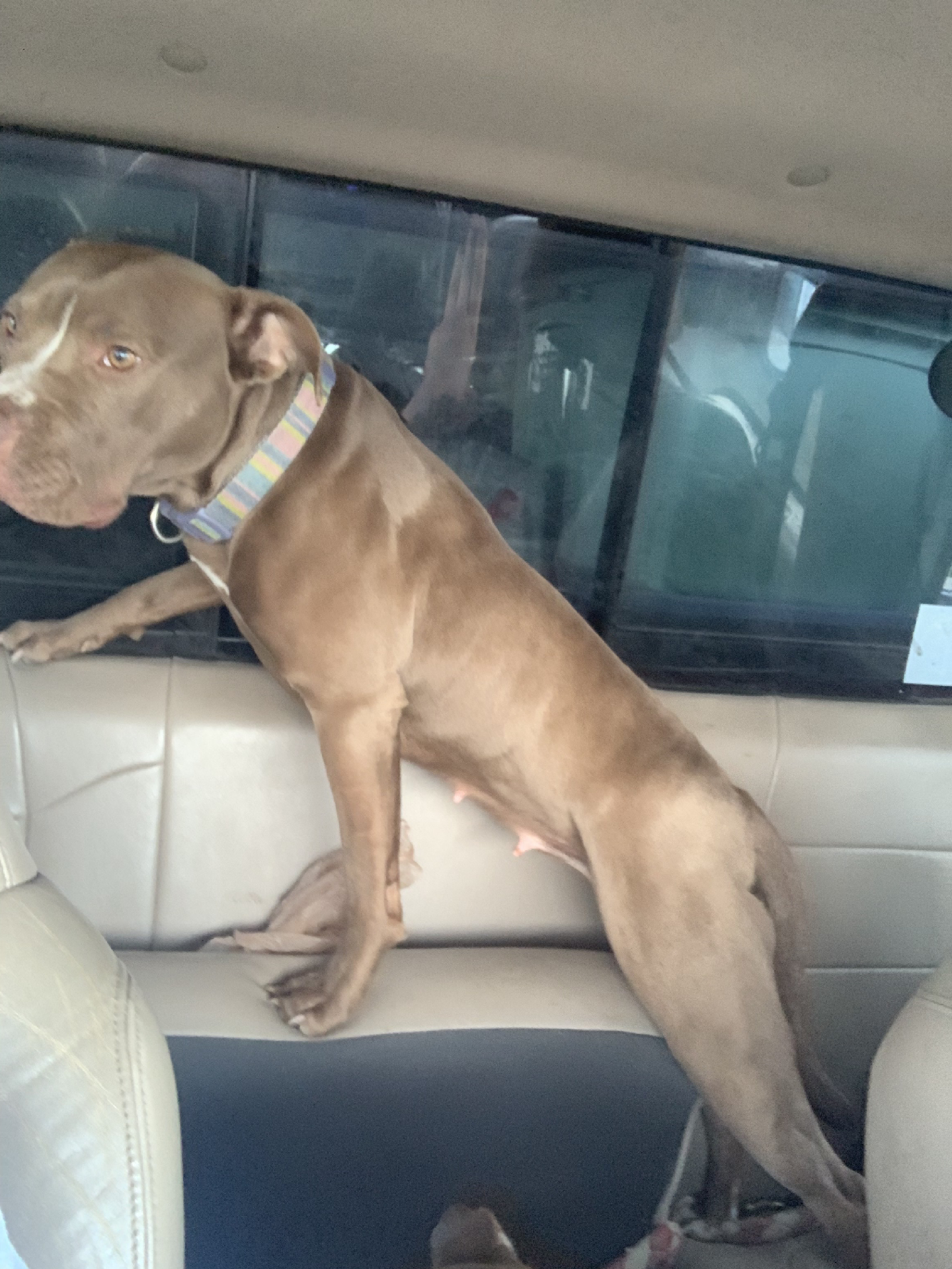 Lost Female Dog last seen Near S Chestnut Hill Point, Homosassa, FL 34446, USA, Homosassa, FL 34446