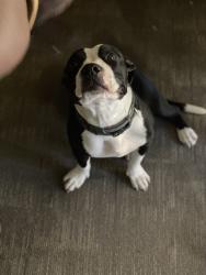 Lost Female Dog last seen Rockwell and 63rd , Bethany, OK 73008