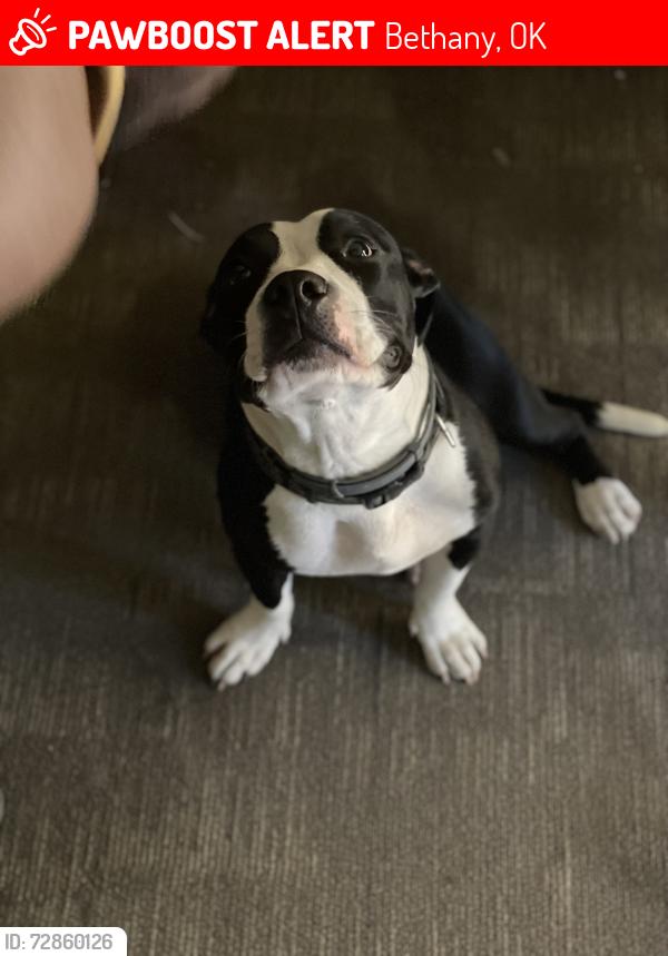 Lost Female Dog last seen Rockwell and 63rd , Bethany, OK 73008
