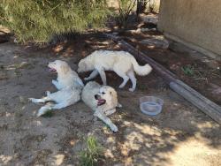 Reunited Unknown Dog last seen Between Kiowa and Deep Creek, Apple Valley, CA 92308