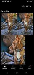 Lost Female Dog last seen Across from Casino Del Sol, Tucson, AZ 85757