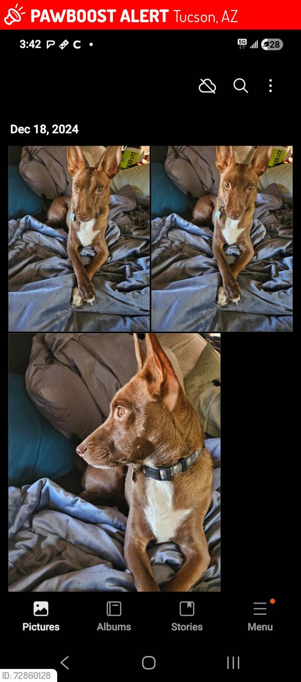 Lost Female Dog last seen Across from Casino Del Sol, Tucson, AZ 85757