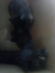 Found/Stray Unknown Cat last seen Near hwy and Palmdale rd, Adelanto, CA 92301