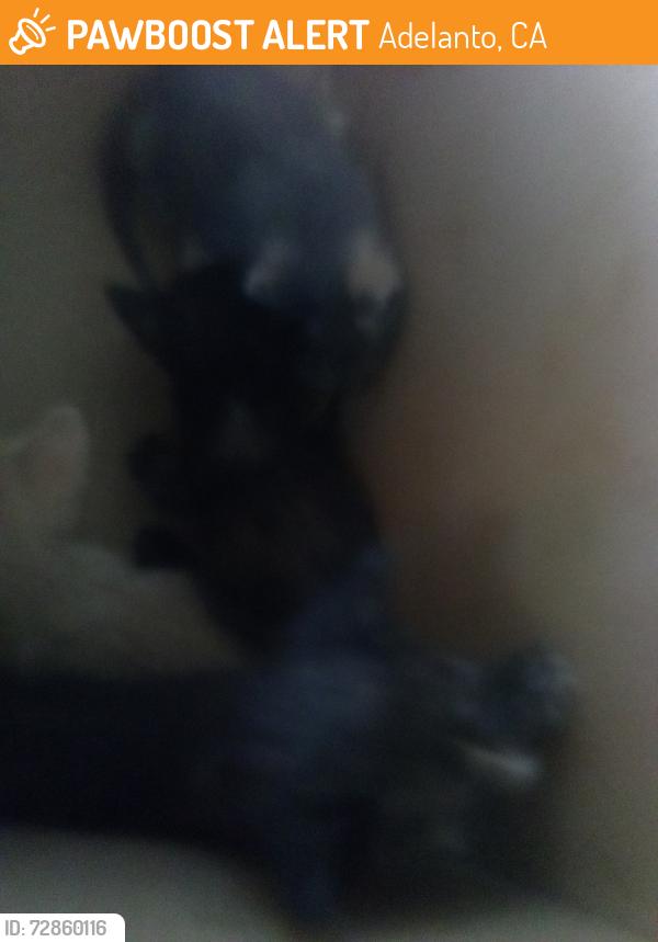 Found/Stray Unknown Cat last seen Near hwy and Palmdale rd, Adelanto, CA 92301