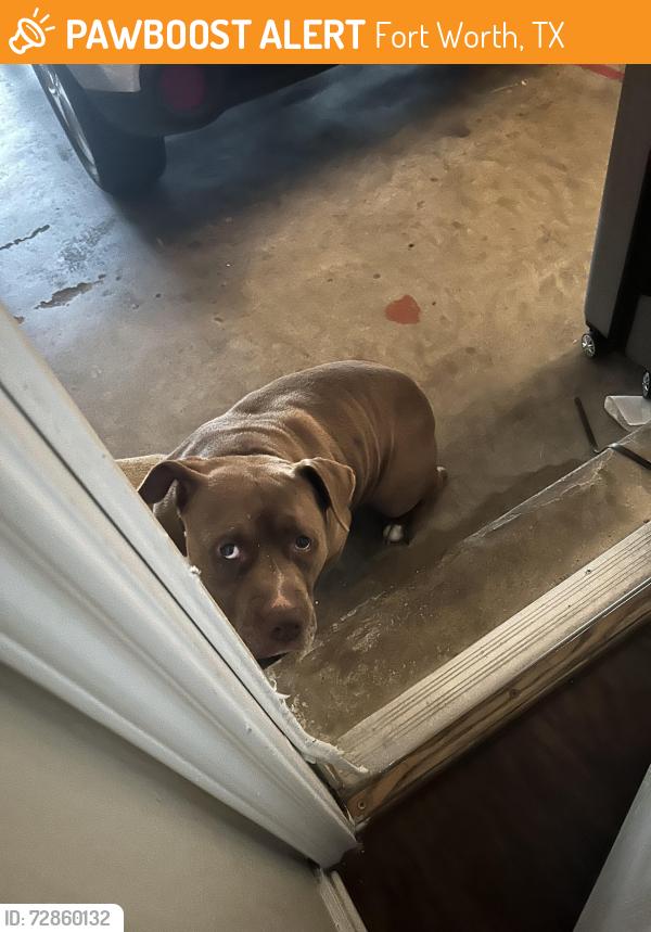Found/Stray Unknown Dog last seen In my grge, Fort Worth, TX 76123